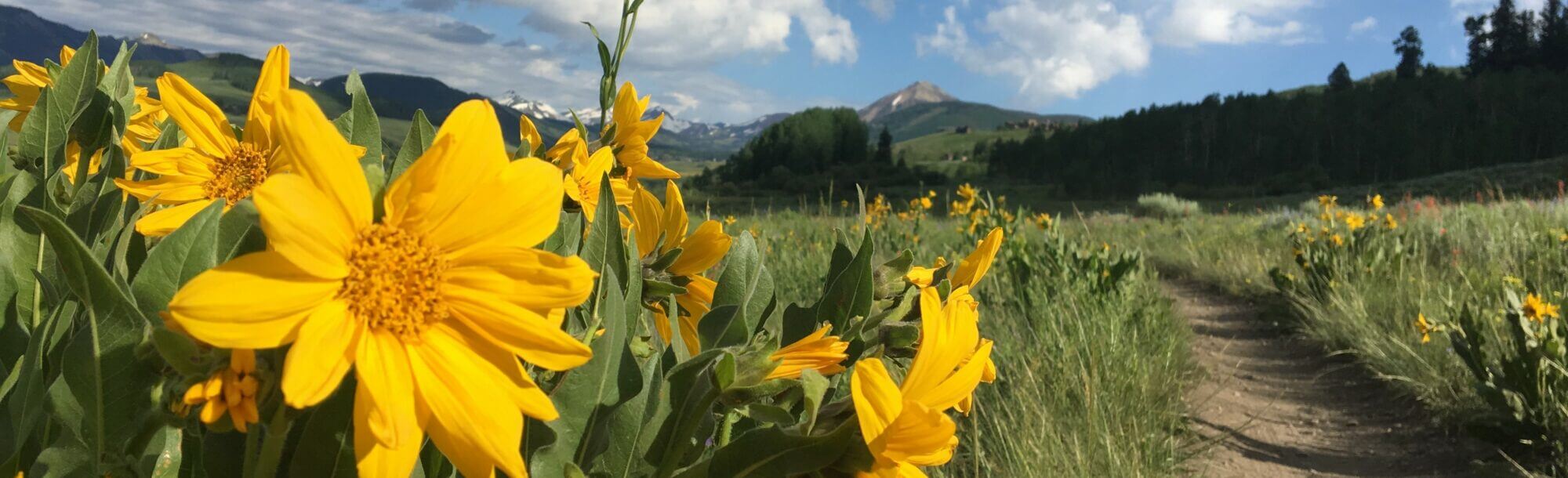 Sunflowers pers life COMP